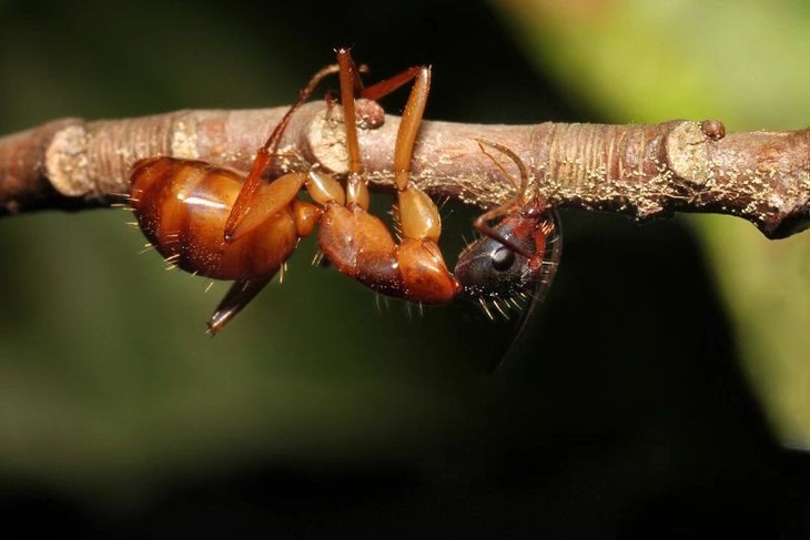AN ANT MANIPULATED BY THE "ZOMBIE ANT FUNGUS " BITES ONTO THE UNDERSIDE OF A TWIG -- IT'S LAST ACT BEFORE DYING AND BECOMING A PLATFORM FOR FUNGAL REPRODUCTION. CREDIT: KIM FLEMING, PENN STATE Zombie ant biting behavior (Kim Fleming)